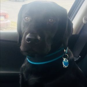 Meet your Posher, Dan